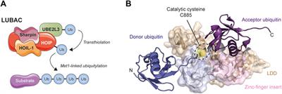 Non-lysine ubiquitylation: Doing things differently